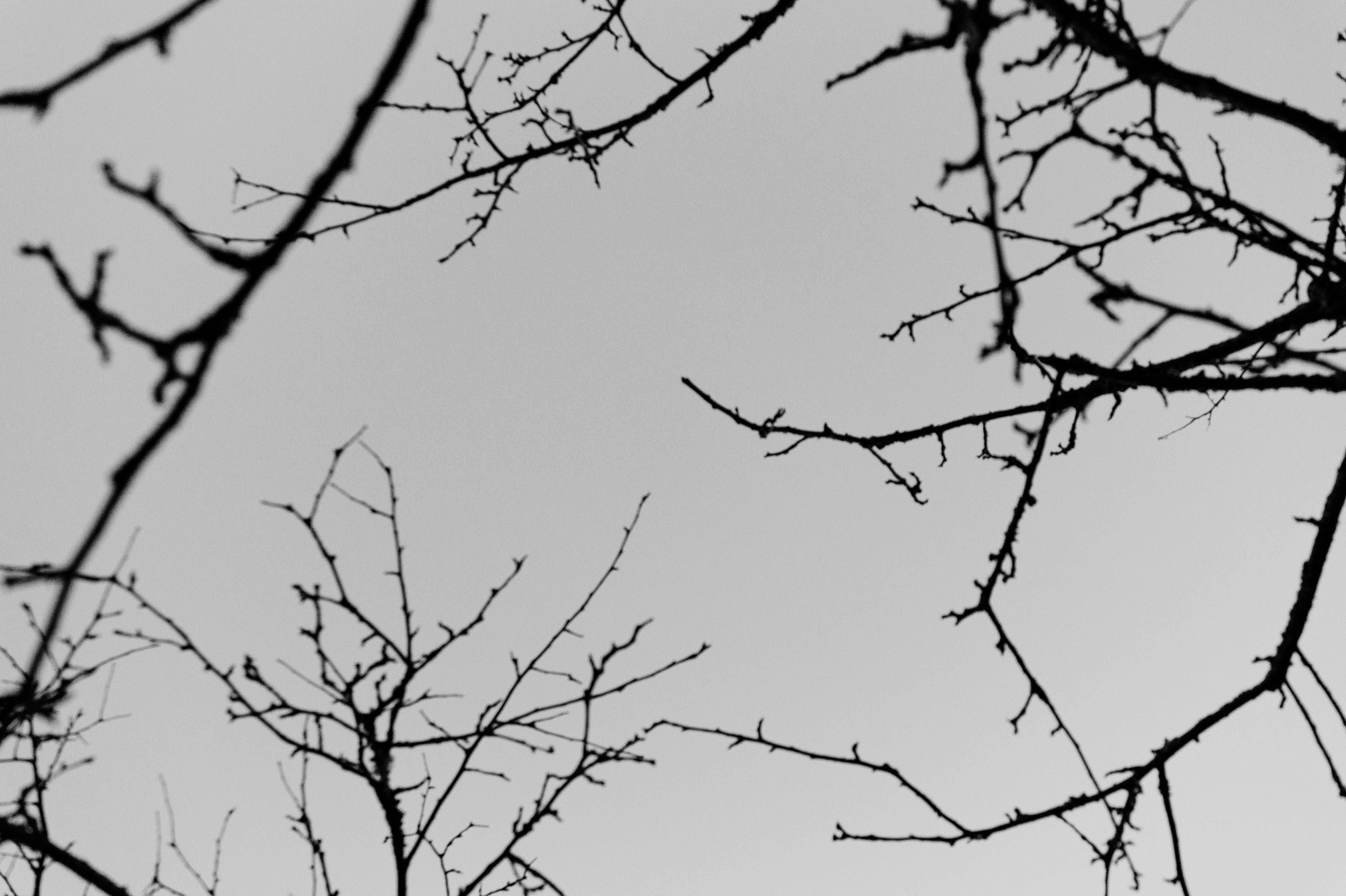 Black and white image of branches