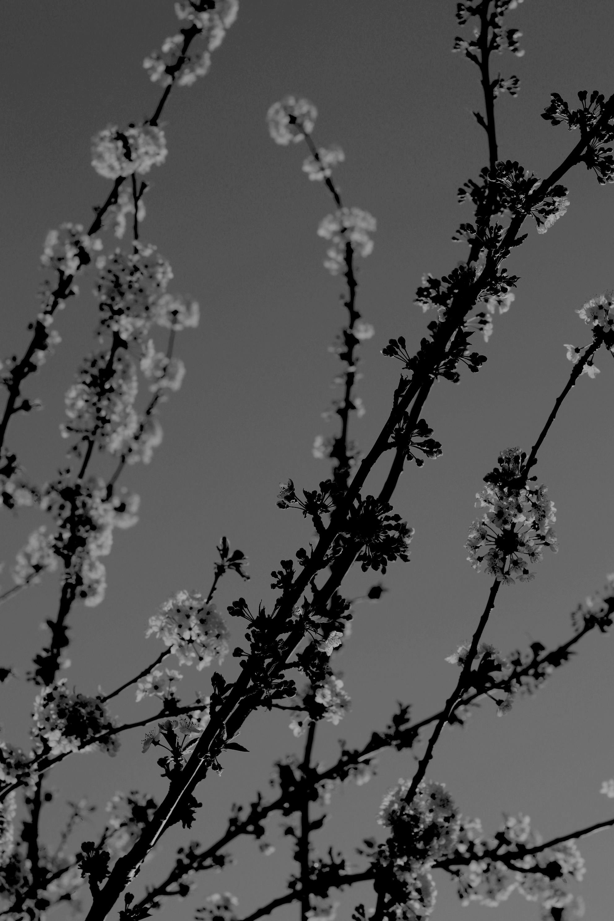 Black and white image of cherry blossoms