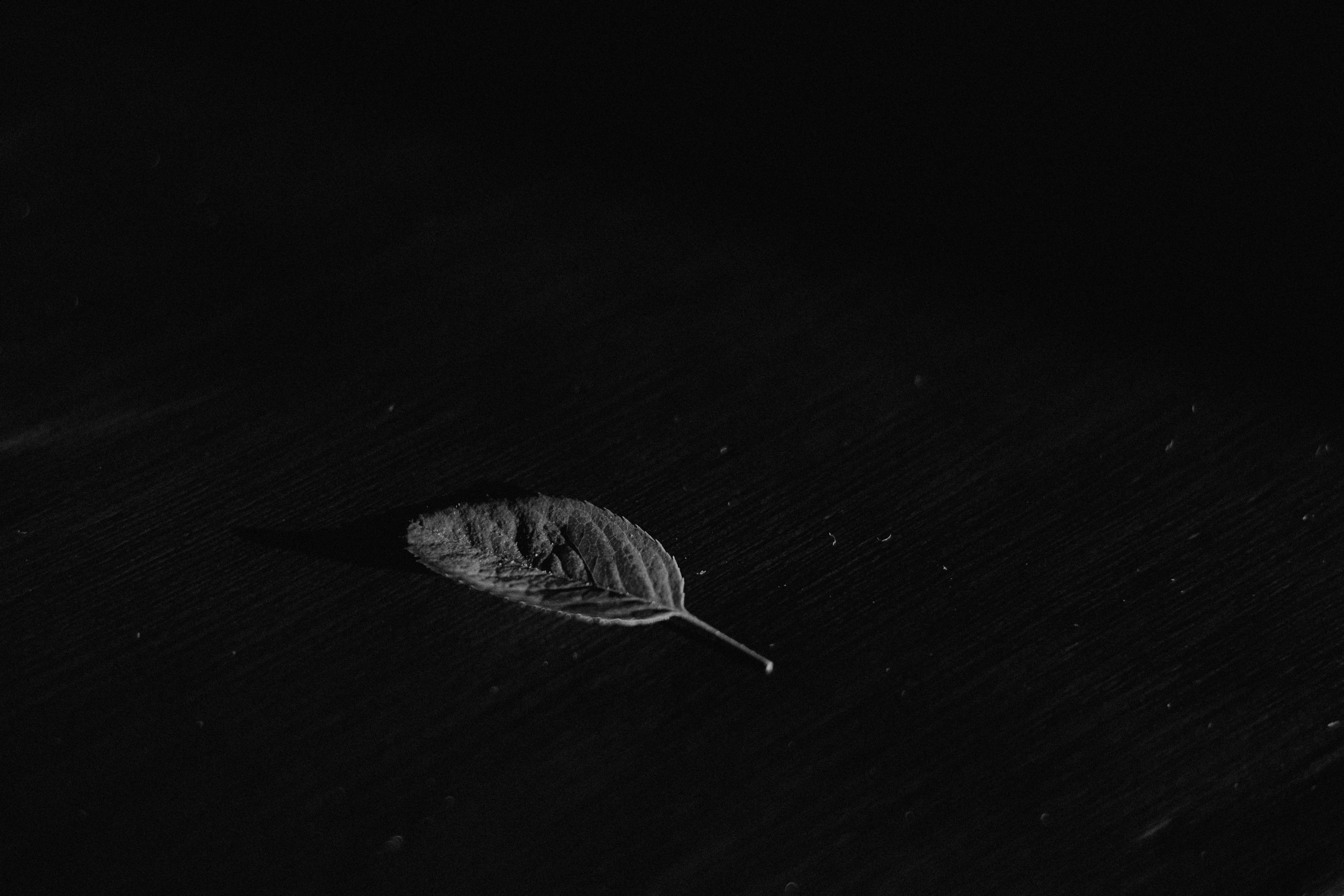 Black and white image of a floating leaf